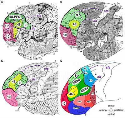 Cytoarchitecture, intersubject variability, and 3D mapping of four new areas of the human anterior prefrontal cortex